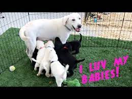 Labrador Daisy Feeds Her Six Week Old Puppies Youtube