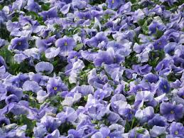 Pansy Delta Pure Light Blue 4 2 13 Pansies Bloom Pure Products