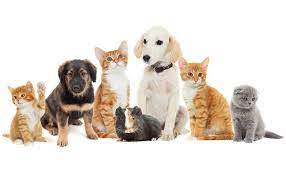 At south miami vets & pets, we're different from other clinics in the pinecrest and south miami area. Veterinarian In Miami Beach Fl Pets And Vets Animal Clinic