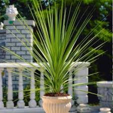 En général, cela induit un substrat sec et des températures élevées. Graminees Au Soleil Vente De Plantes Graminees Exposition Ensoleillee Leaderplant