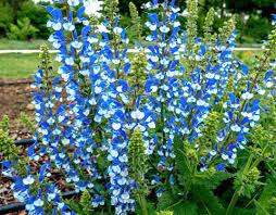 Kesulitan mengugah selera makan anggota keluarga dengan. Salvia Tanaman Hias Dengan Bentuk Bunga Unik Dengan Warna Mencolok