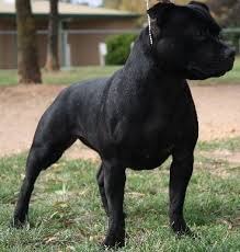 Staffordshire bull terrier shedding level: Gallery Category Black Staffordshire Bull Terrier Image Benshire Diva Doll Staffy Bull Terrier Pitbull Terrier Staffordshire Bull Terrier