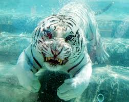 An ambitious indian driver uses his wit and cunning to escape from poverty and rise to the top. Odin Beloved Six Flags Discovery Kingdom White Bengal Tiger Dies