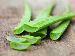 Die pflanze ist in einem einwandfreiem zustand. Alleskonner Aloe Vera So Nutzt Du Sie Richtig Wunderweib