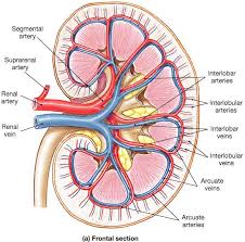 Pin By Allison Kossen On My Schooling Journey Anatomy And Physiology Medical School Studying Medical Anatomy