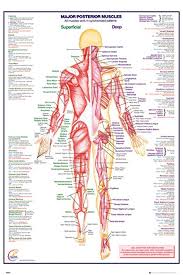This is what happens in the body. Gd 1724 Diagram Of Muscles Of The Body Wiring Diagram