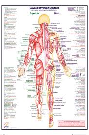 Related posts of muscles of the body diagram piriformis muscle anatomy ultrasound. Cc 3084 Diagram Of Muscles Of The Body Wiring Diagram