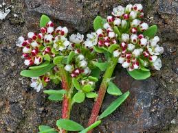 Image result for Corrigiola