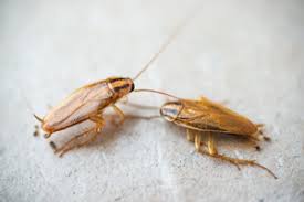 Home » pest killing guides » cockroach guides » do cockroaches bite? 10 Things To Know About The German Cockroach Batzner Pest Control