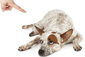 Housebreaking Regression The Pet Show With Warren Eckstein