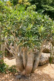 Image result for Pachycarpus eximius