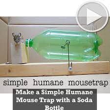 Make A Simple Humane Mouse Trap With A Soda Bottle Mouse Traps Homemade Mouse Traps Soda Bottles