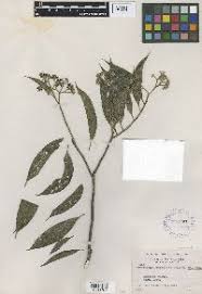 Image result for Gnidia chapmanii