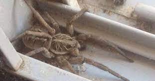 While it can be scary to be bitten by any spider, these bites normally aren't any more. Is This Giant Spider Real Snopes Com