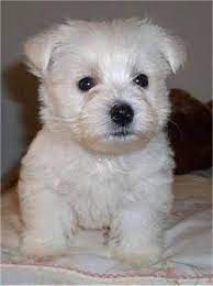 Pin By Jonah Rogers On Mr Rubie Valentine Edward Olsen Darcy Aka Teddy Westie Puppies Westie Puppies For Sale Westie Dogs