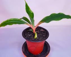 Image result for Chlorophytum filipendulum