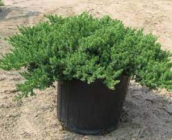 Japanese Garden Juniper Japanese Garden Shrubs Juniper Shrub