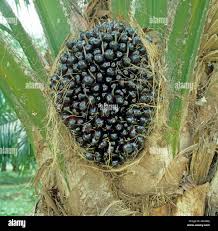 Image result for Elaeis guineensis