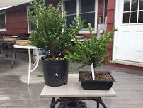 Bonsai Workshop - September 6th & 13th