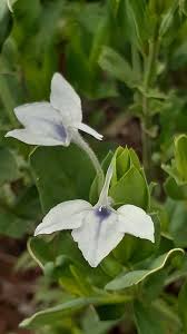 Image result for Ecbolium clarkei