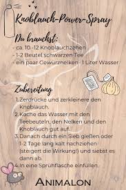 Diy Fliegenspray Fur Pferde Fliegenspray Fliegenspray Pferd Pferde