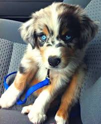 All are strong and healthy with good markings. Duskies Chuskies Pomskies 12 Crazy Husky Mixes