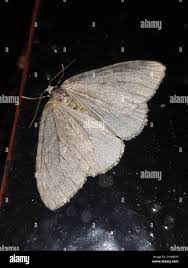 Image result for Operophtera fagata