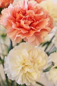 I Promise You This You Re Going To Miss Me Carnation Flower Pretty Flowers Birth Month Flowers