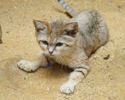 Sand Cat Debuts At Smithsonian S National Zoo Photo Credit Flickr