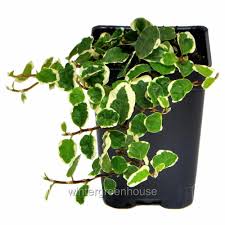 Image result for Ficus pygmaea