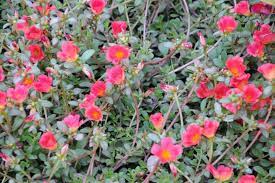 Maybe you would like to learn more about one of these? Annuals For Sunny Dry Sites Beyond Impatiens And Petunias U Of I Extension