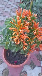 Image result for Pyrostegia