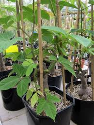 Image result for Cissus aralioides