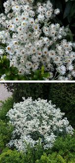 Check spelling or type a new query. Hoo House Nursery Anaphalis Triplinervis Summer Snow