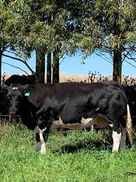 Both belgian blue and piedmontese breed have an increased ability to convert feed into lean the belgian blue cattle were actually originated during the nineteenth century in central and upper. Australian Belgian Blue Cattle Society Inc Beitrage Facebook