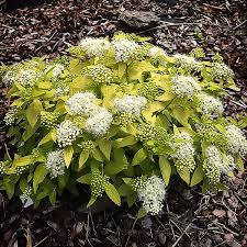 Image result for spirea japonica gold princess