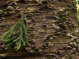 Image result for Araucaria cunninghamii