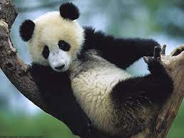 Interesting Facts About Pandas Just Fun Facts