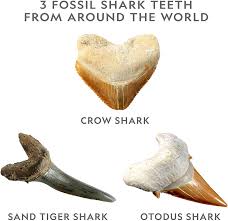 Check out our shark teeth selection for the very best in unique or custom, handmade pieces from our rocks & geodes shops. Amazon Com National Geographic Shark Tooth Dig Kit Excavate 3 Real Shark Fossils Including Sand Tiger Otodus And Crow Shark Great Science Gift For Marine Biology Enthusiasts Of Any Age Toys