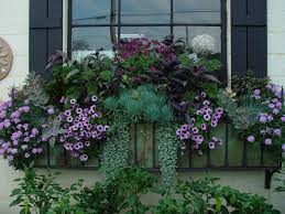 Redbar Kale Senecio Kalanchoe And Silver Dichondra Window Box Flowers Fall Window Boxes Window Box Plants