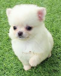 Chihuahua puppy, chocolate and white long hair male, he is ckc registered, he has had his dew claws removed, he is current on vaccines an. Pin On Chihuahua Dogs