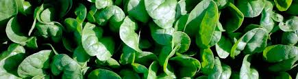 Gold coast packing is a vertically integrated grower, shipper, processor of fresh, nutritious, ready to eat vegetables and herbs. Products Gold Coast Packing