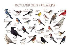 Birds Of North America Poster Amazon Amazon Com Backyard Birds Of Oklahoma Field Guide Art Print Handmade In 2020 Backyard Birds Birds Bird Poster