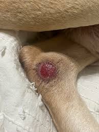 Image result for hotspot dogs