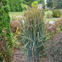 Image result for Panicum hochstetteri