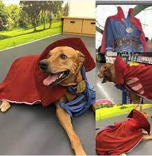 Dr Strange Dog Costume For Sadie Dog Costume Dog Costumes Rescue Dogs Photography