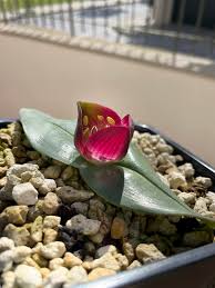 Image result for Ornithogalum pulchrum