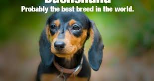 Black And Tan Reverse Dapple Dachshund Not Probably Definitely Weiner Dog Weenie Dogs Dachshund