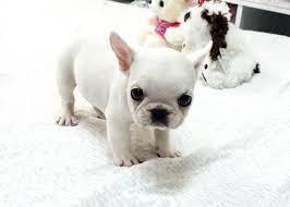 Maybe you would like to learn more about one of these? Teacup Miniature French Bulldog Puppies Pets Lovers