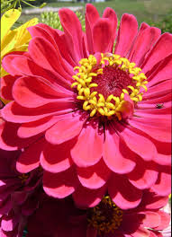 Zinnia Zinnia Flowers Zinnias Flowers
